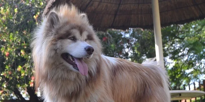 Tydus the Alaskan Malamute